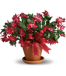 Merry Christmas Cactus from Maplehurst Florist, local flower shop in Essex Junction